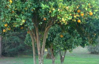 Casas Do Zagão - Turismo Rural - Foto 16