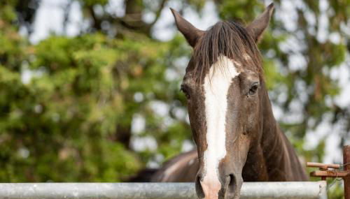 Agriturismo La Valle della Lavanda - Podere Mezzastrada - Foto 2