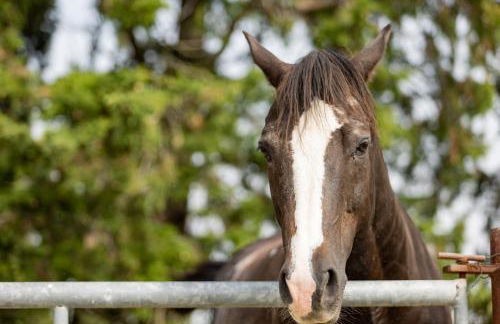Agriturismo La Valle della Lavanda - Podere Mezzastrada - Foto 2