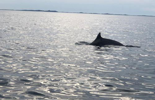 L' ALBATROS - 2 chambres - 5 personnes - Proximité de la plage - Foto 28