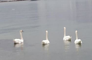 Marmari megali ammos oasis studio's - Photo 43