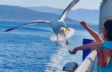 BLE, Oneiropagida, Aegina - Foto 35