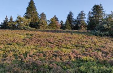 Ferienhaus Schulte - Villa Jupp und Apartment Liesl - Foto 32