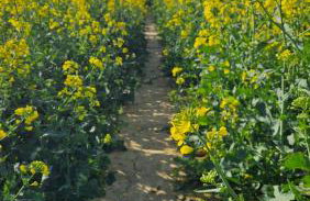 Złota Widokówka - Foto 40