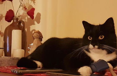 Ferienwohnungen Hering - Foto 10