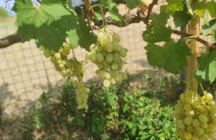 Meteora countryside villa - Foto 68