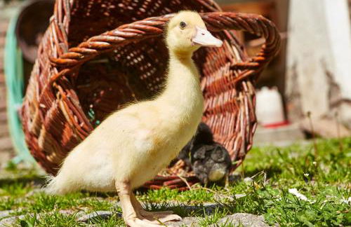 Ferienhof Berghof - Foto 94