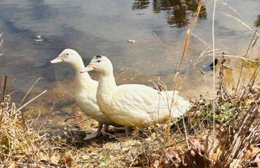 Swan Lake Resort Rentals - Photo 32