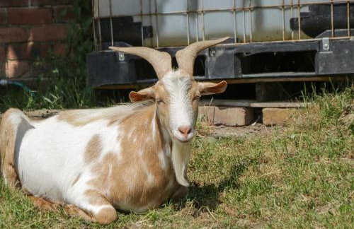 Foulsyke Farm Bungalow - Foto 40