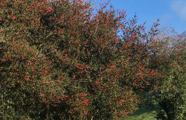 Otter Holt, beautiful East Devon - Foto 18