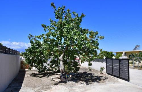 Da Vinci kavouropetra - Foto 11