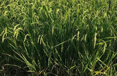 Preciosas vistas al mar y montaña en la Ampolla - Foto 16