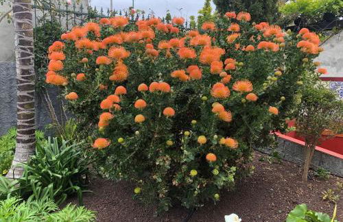 Casa da Rainha - Foto 34