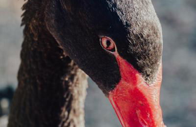 La Fattoria Delle Tartarughe - Foto 59