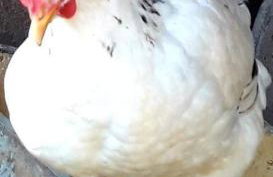 Secret Garden, a little paradise of tranquility. - Photo 23