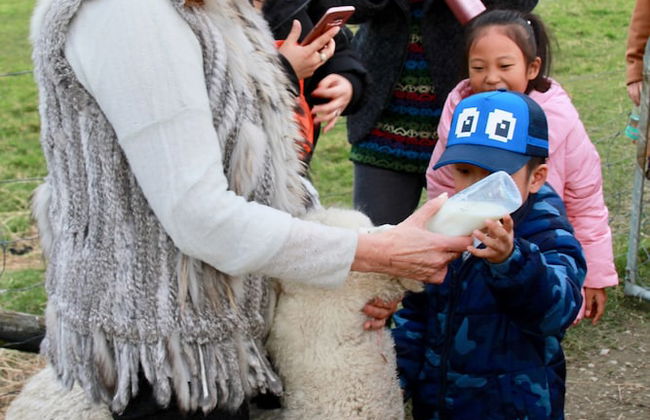 Silverstream Alpaca Farmstay and Tour - Foto 27