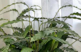 Cliff House - a stunning sea view 2 bed apartment in Porthleven - Foto 24