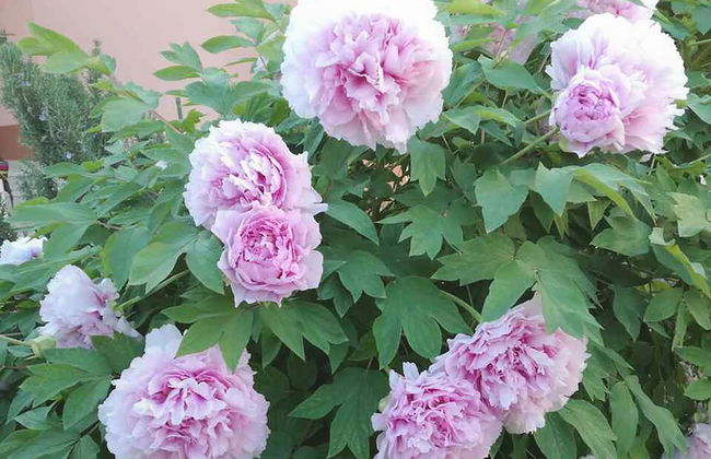 Marjan park - Foto 53