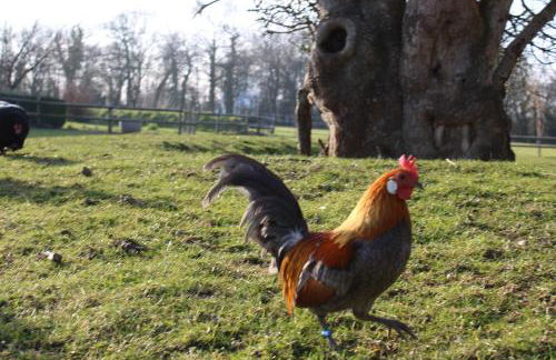 Domaine Des Piéris - Gîtes et Lodges - Photo 33