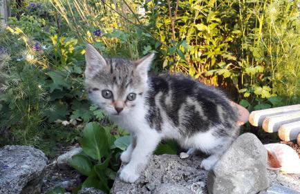 Beim Lausch - Ferienwohnung auf dem Land - Foto 7