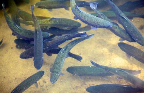 Agroturystyka Pod Pstrągiem - Foto 25