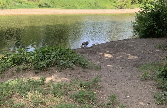 La Magnanerie appartement st ambroix - Foto 15