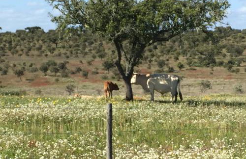 Casinha das Flores - Foto 21
