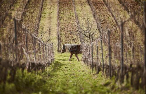 Agriturismo Gli Archi - Foto 49