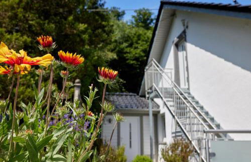 Schwarzer Kater Blankenheim - Foto 3