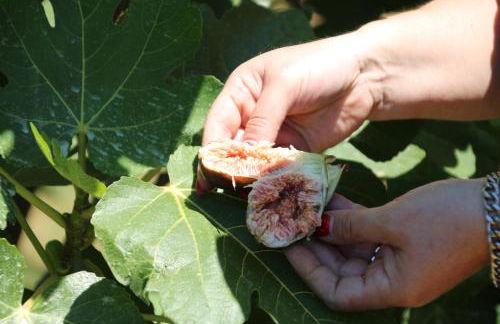 Agriturismo Vulcano - Foto 120