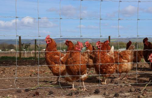 Beth's Cottage - Foto 35