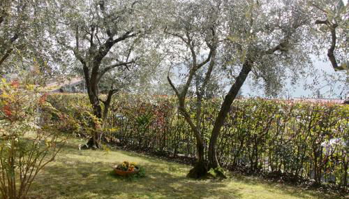 Sarnico giardino sul lago - Foto 3, Garden