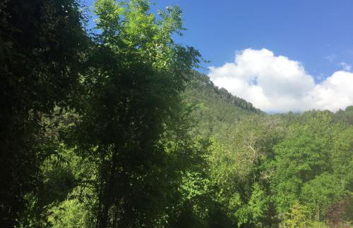 Edelweiss - Photo 21