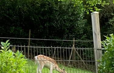 DeNi's Ferienwohnungen - Foto 28