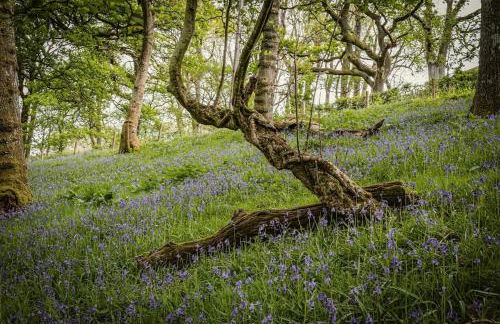 Oolert Treehouse - Photo 18