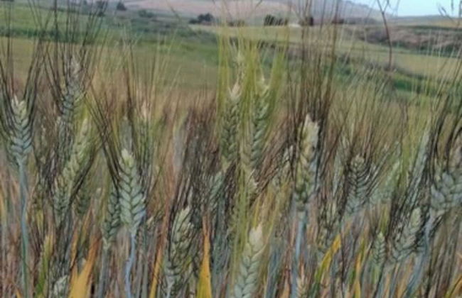 Ponte Calatrasi Agriturismo - Photo 70