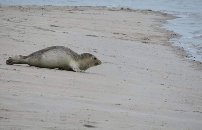 Studio in Domburg Near Beach and Golf - Photo 29