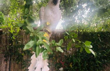 Casita Limón Andratx - Foto 38