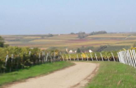 Ferienwohnung Zum Weinberg bis 4 Personen - Im Herzen der Pfalz - Foto 51