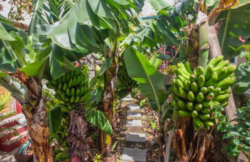 Casa da Bungavillia - Photo 43