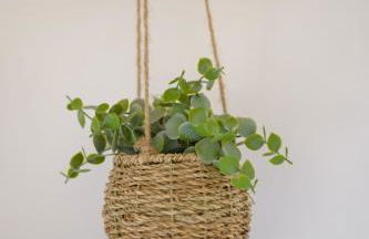 Le jungle, hyper centre, balcon et terrasse - Photo 13