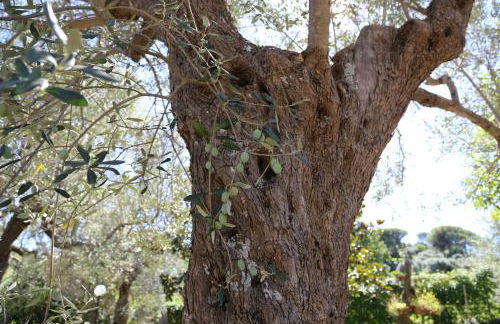 La Masseria PietraMarmo Caiazzo - App to con vista - Foto 27