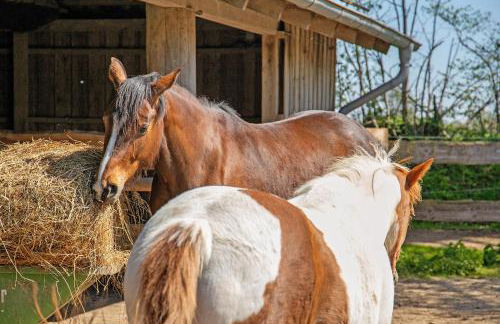 Ferienwohnung Galerie unterm Reet - Foto 23