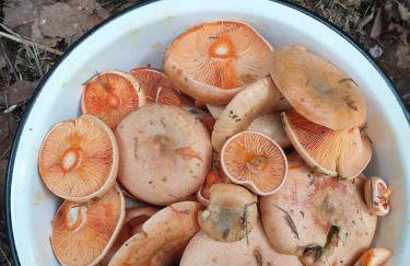 Świerkowy Zakątek u Bacy - Foto 8