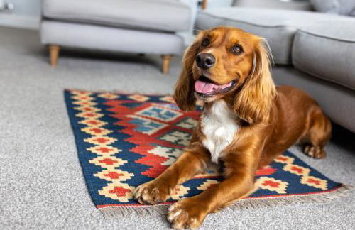 Marquesa - Modern dog-friendly barn on a country estate - Photo 22