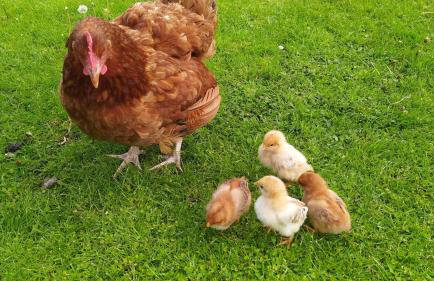 Agroturystyka Wilkowyja - Foto 31