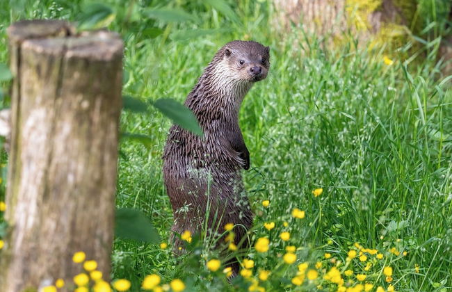 Ranua Resort Arctic Igloos - Foto 24