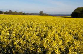 Ferienwohnung Schwede - Foto 27