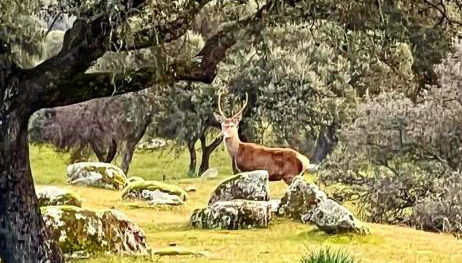 Casa Rural Verde Oliva - Foto 3