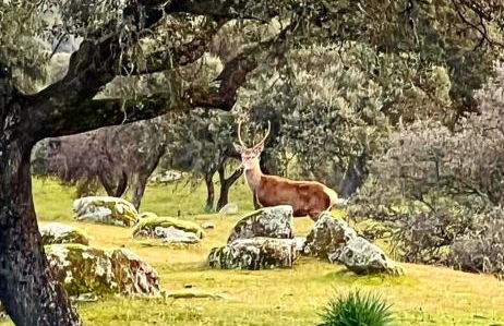 Casa Rural Verde Oliva - Foto 3